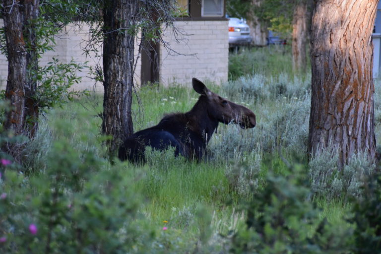 moose laying in trees