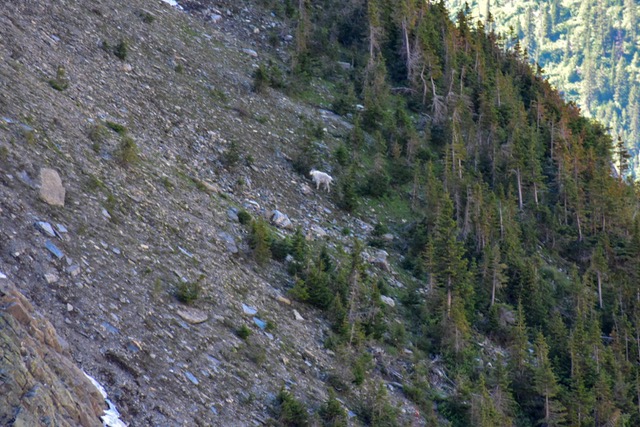 mountain goat on mountain