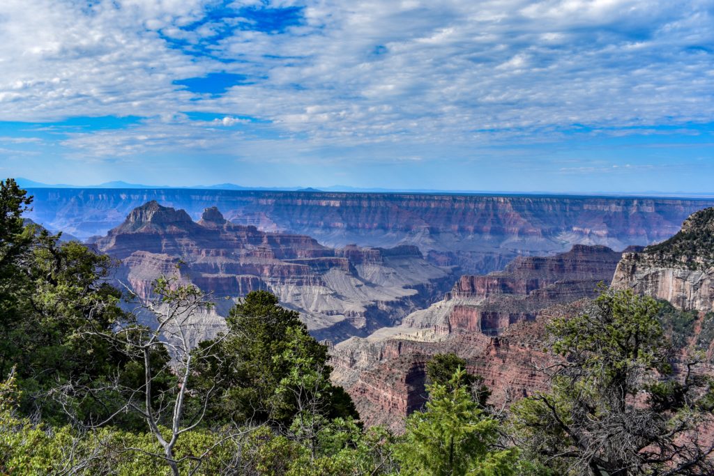 Grand Canyon view from north rim looking over aspen trees