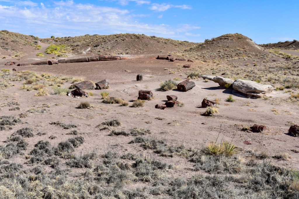 petrified trees on scares desert landscape