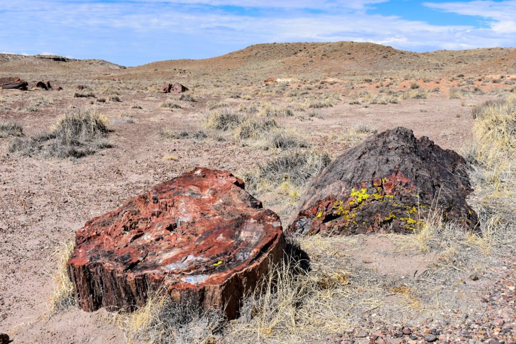 huge petrified stump at national park in Arizona