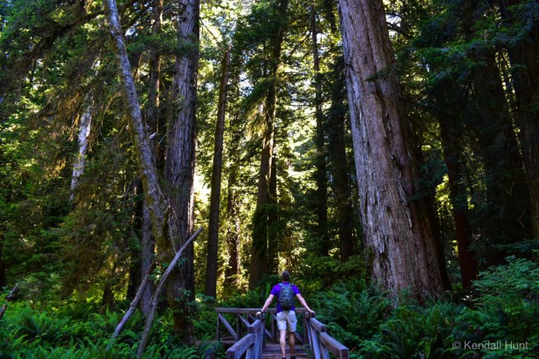 man in purple shirt standing on bridge looking at redwood trees