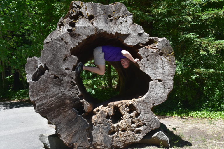 man inside of a hollow redwood try hanging upside town