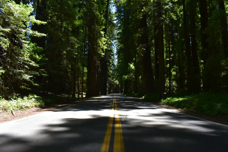 road through avenue of the giants