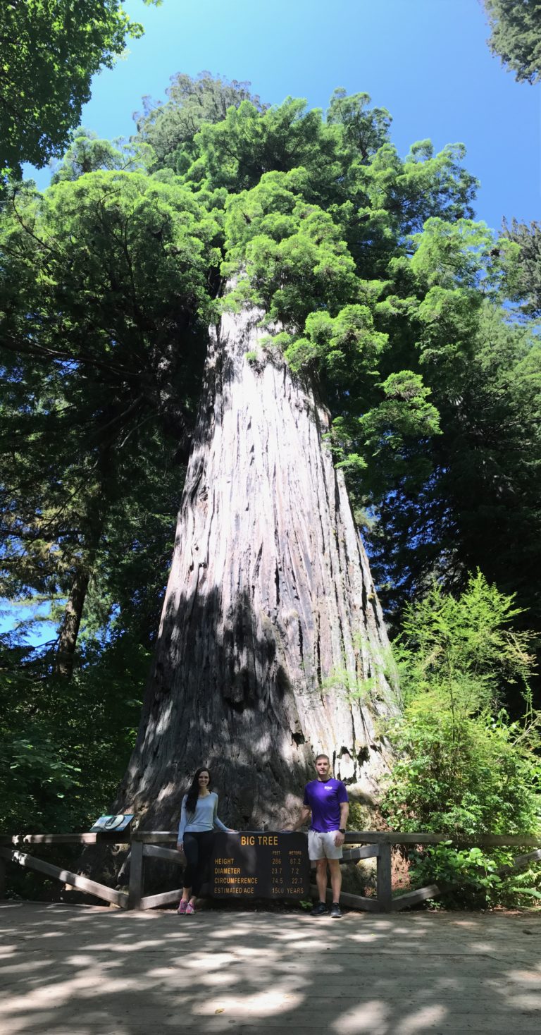 guy and girl standing next to the big tree at redwood national park