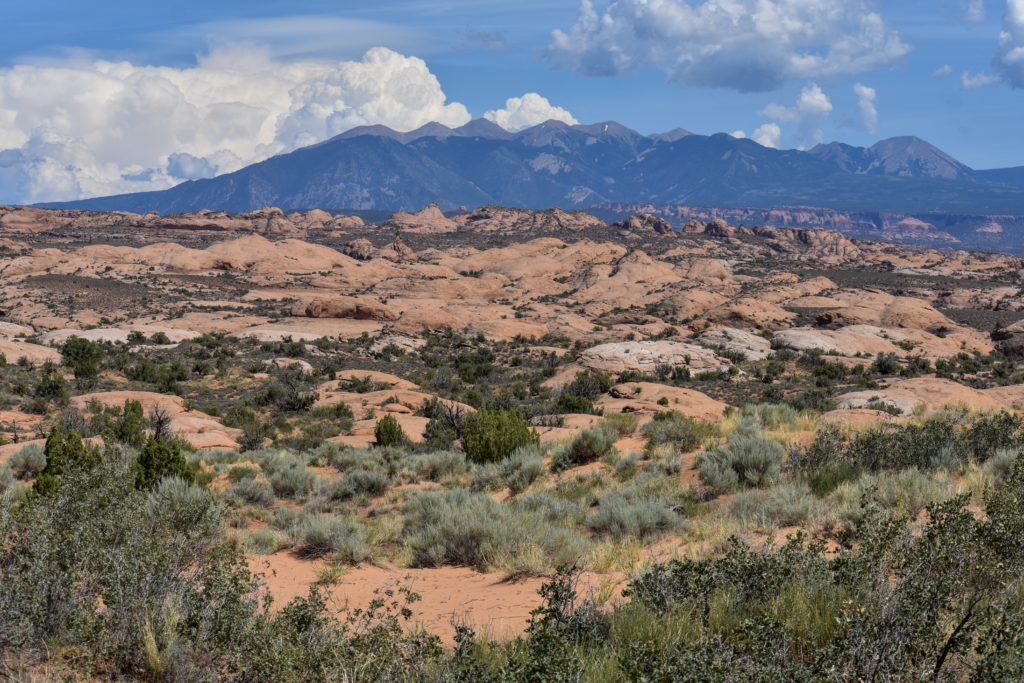 Petrified Dunes Arches National Park