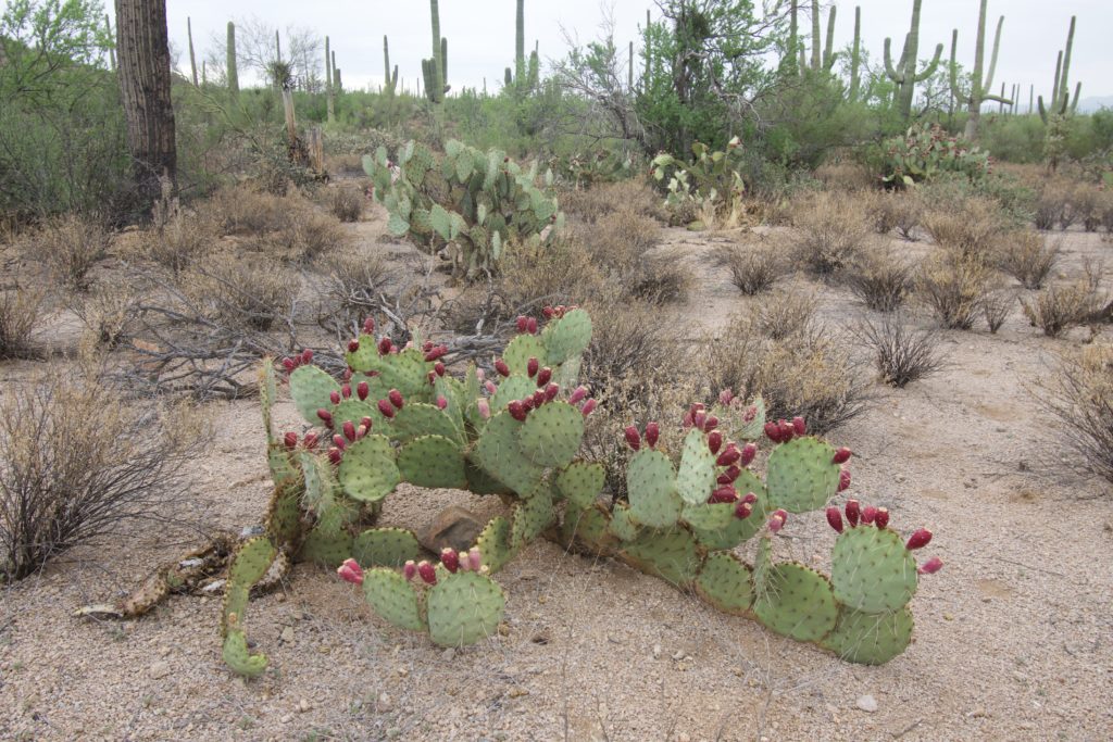 Blooming cactus at saguaro national park