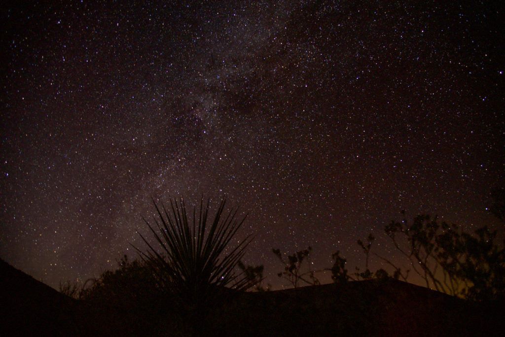 Milky Way with a cactus in the foreground