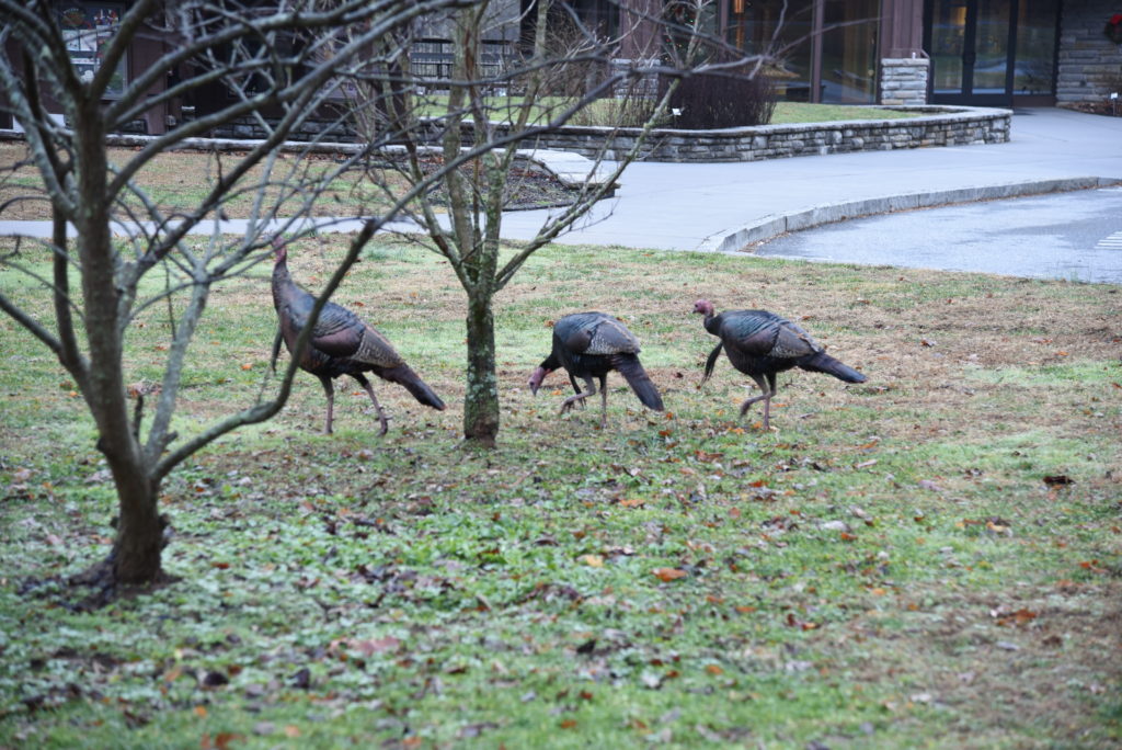 Wildlife at great smoky mountains national park