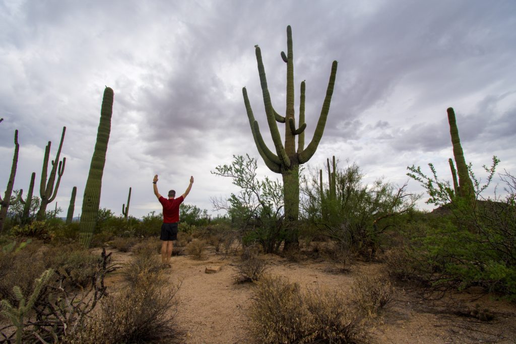 Traveler standing in front of a saguaro cacti