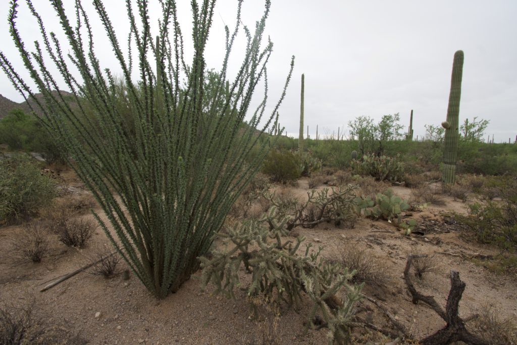 Cactus in Arizona