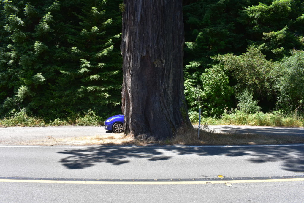 car hiding behind a redwood tree