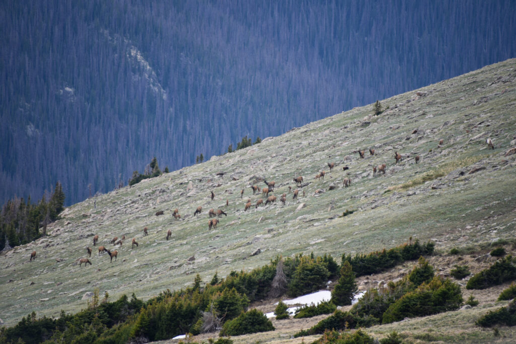 Elk scattered across Rocky Mountain range