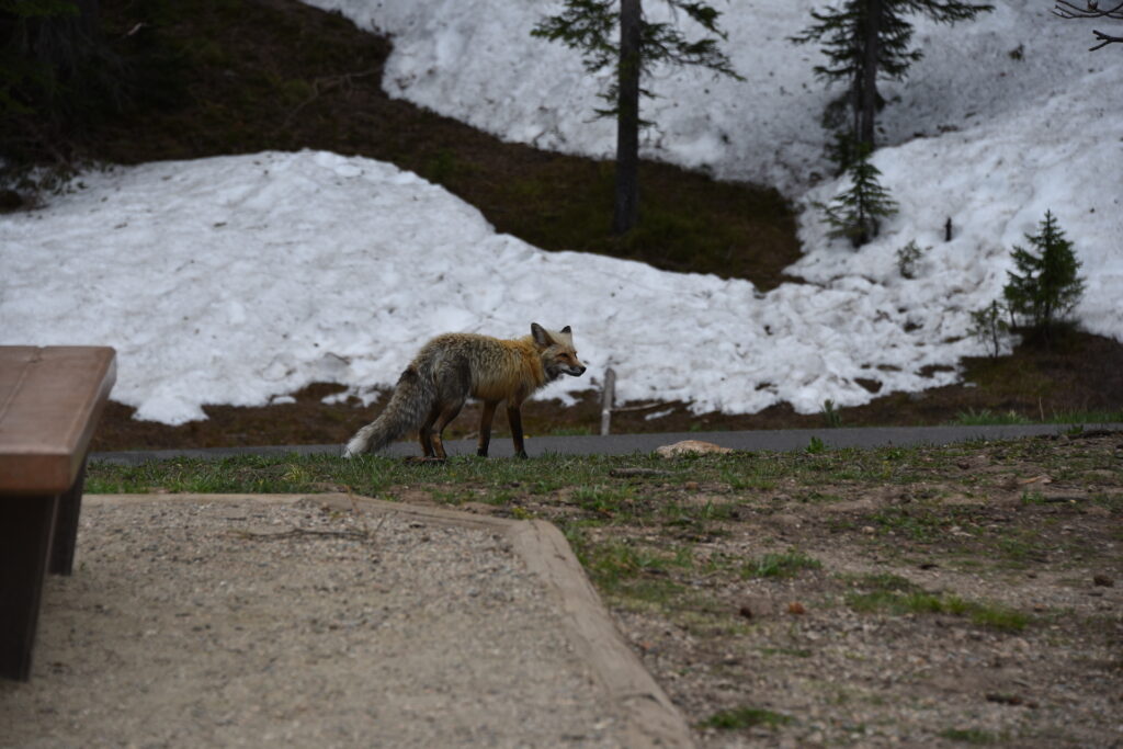 Red fox walking in snow