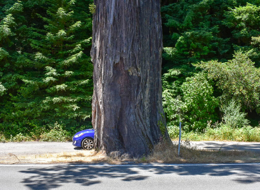 Car Behind Redwood Tree